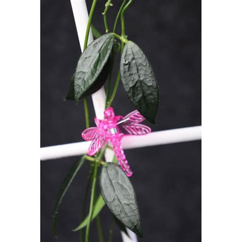 HOYA88.