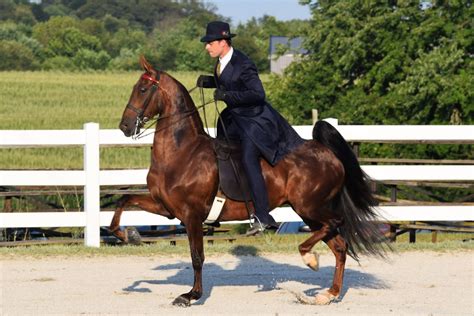 horseshowsonline
