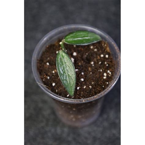 m.hoya88