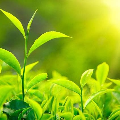 红茶（山茶目山茶科植物）.